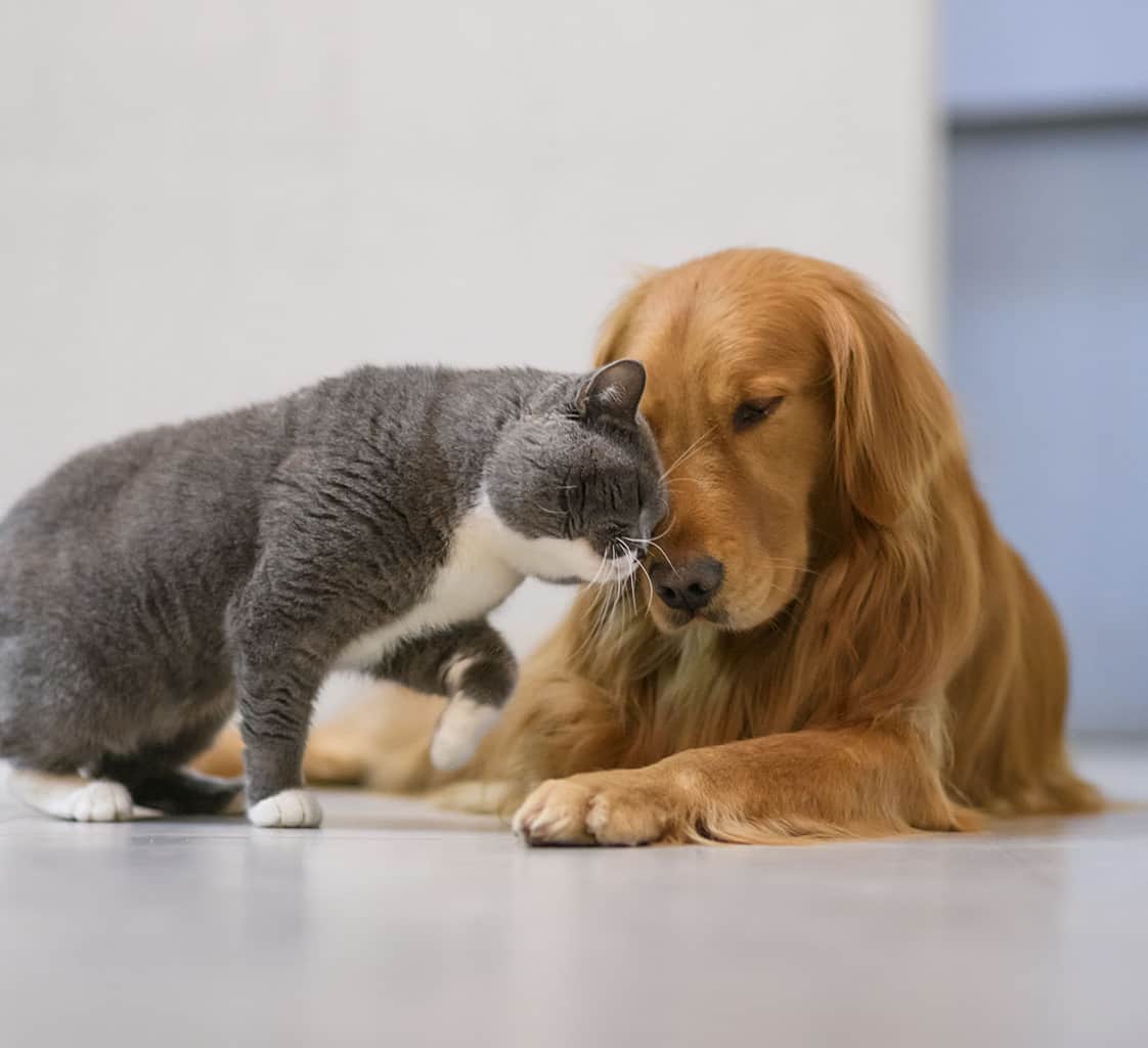 Welcome to Broadlands Veterinary Clinic