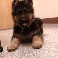 A black and tan german shepard puppy laying on the floor in the office