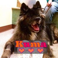 A fluffy brown, black and white dog named Kuma laying down in the office