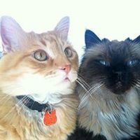 An orange and white cat sitting next to a grey and black fluffy cat