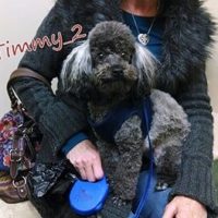 A grey and black poodle named Timmy sitting on his owners lap