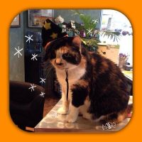 A black, orange and white calico cat sitting on the office desk and wearing a witches hat
