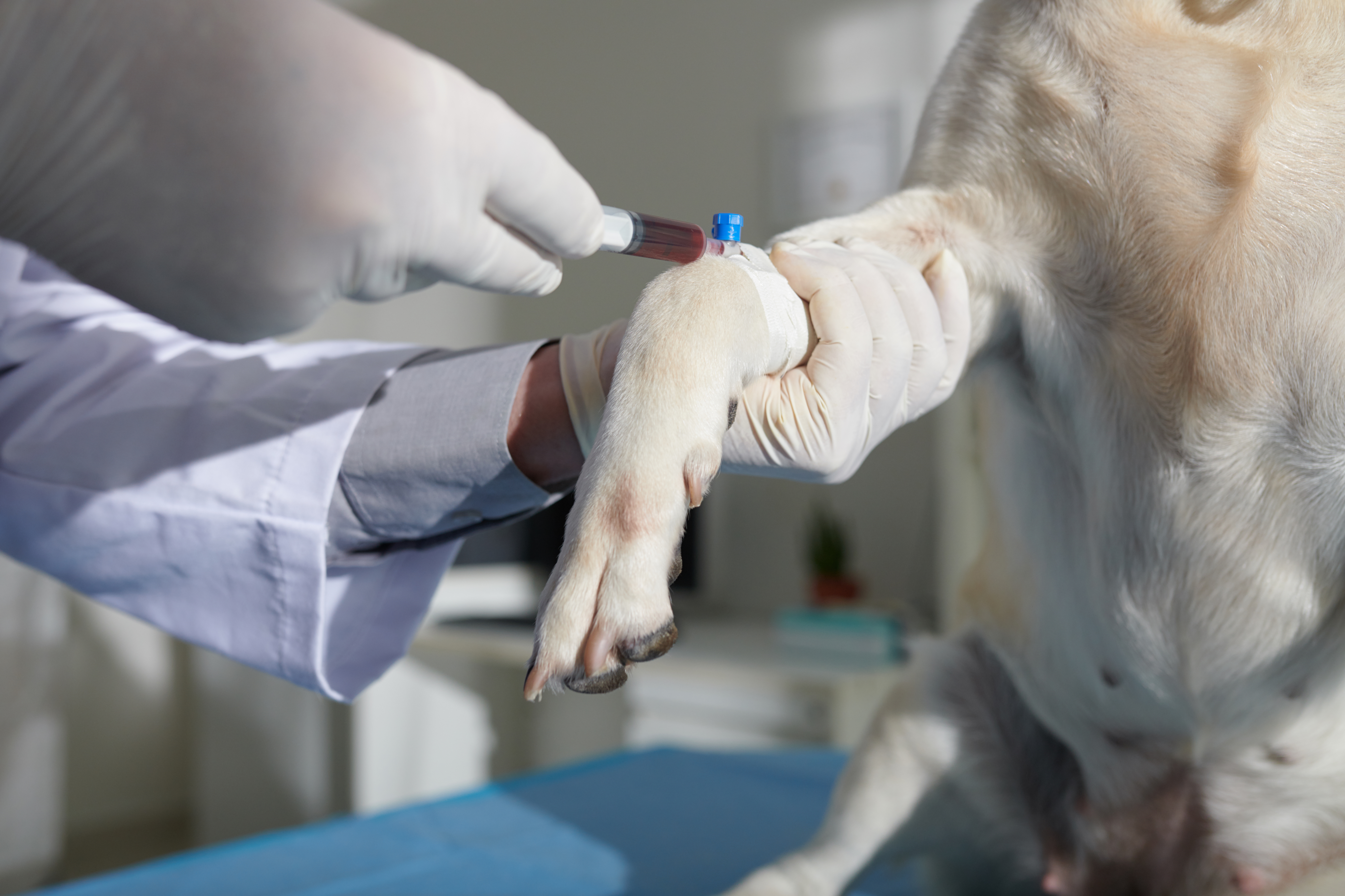 Find out the Top Reasons to Do Blood Tests on Your Pets Yearly