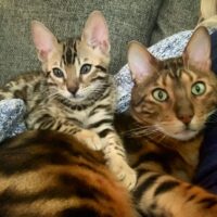 Armani and Gianni
