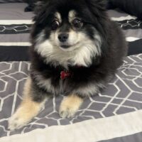 Boo