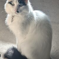 Chester