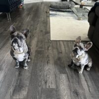 Dolce and Louie