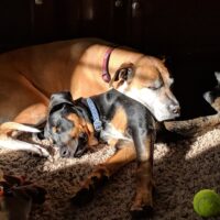 Koda and Kooper Shaner