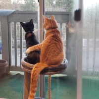Mocha and Peaches