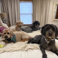 Radley, Pinky, Harvey, and Francis - Copy