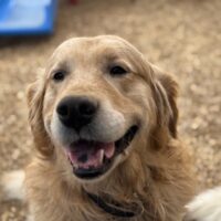 Simon