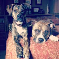 Taz and Tesla