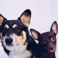 Winston and Kika