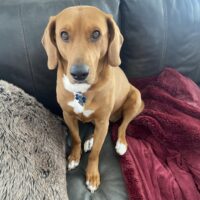 cocoa